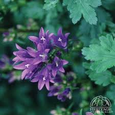 Plant Profile For Campanula Glomerata Superba Clustered Bellflower Perennial Plants Perennials Flowers Perennials