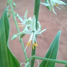 Image result for Sclerocroton oblongifolius