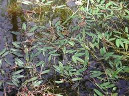 Image result for Potamogeton schweinfurthii
