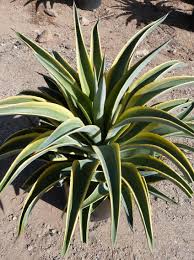 Image result for Alvesia cylindricalyx