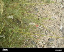 Image result for Indigofera heterotricha