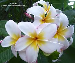 Cosmo Huge 5 White With A Spreading Golden Center And Fiery Red Heart Jasmim Manga