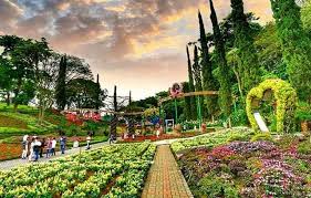 Bunga celosia tidak hanya ditanam di taman bunga ini, tetapi ada juga berbagai jenis bunga lain seperti bunga matahari, bunga kertas, marigold dan banyak lagi. Duti Tour And Travel Malang