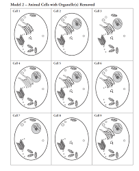 In order to produce mature biconcave red blood cells, organelles and ribosomes are selectively eliminated from reticulocytes as well as the plasma membrane undergoes remodeling. Https Vhssciencesmith Weebly Com Uploads 3 8 7 9 38799693 Packet Intro To Cells Pdf