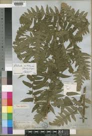 Image result for Blotiella natalensis