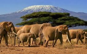 In tanzania, you find the classic safari of most people's dreams: Kenya Tanzania Wildlife Safari Abercrombie Kent
