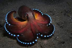 Blue Glowing Coconut Octopus This Amazing Creature Uses Tools For Defense And Uses Available Debris To Create A Defensive Fortress Ocean Creatures Animals Beautiful Ocean Animals