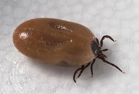Image result for infected tick bite