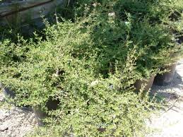 Image result for Corchorus kirkii