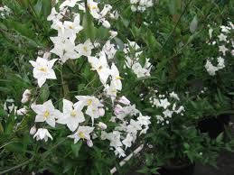 This vine is worthy of much greater use as an ornamental vine, but growth may need to be checked periodically to keep the vine from growing out of bounds and over adjacent shrubs. Solanum White Potato Vine Hello Hello Plants Garden Supplies