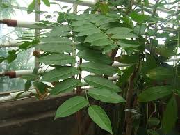 Image result for Phyllanthus mendesii