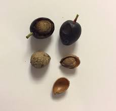 Buy cherry laurel shrubs and bushes online with delivery right to your door. Poisonous Landscape Plants Carolina Cherry Laurel Golden Retriever Dog Forums