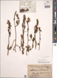 Image result for Hibiscus tridactylites