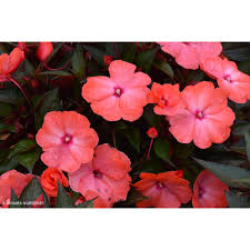 Image result for Impatiens stuhlmannii