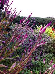 Celosia Cramer S Amazon Jeffrey Erb Giardino Floreale