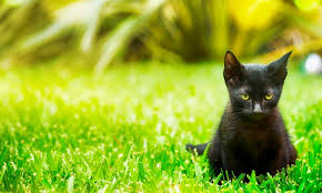 I love designing sets, especially for holidays. Premium Photo Little Black Kitten In The Summer Garden