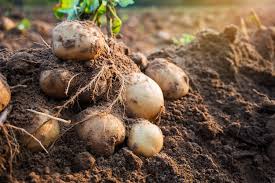Patate da seme professionali sacco 25 kg. Patata Buone Prospettive In Italia News Plantgest