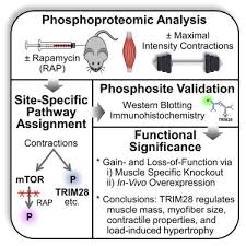 It permits movement of the body, maintains posture and circulates blood throughout the body. Mapping Of The Contraction Induced Phosphoproteome Identifies Trim28 As A Significant Regulator Of Skeletal Muscle Size And Function Sciencedirect