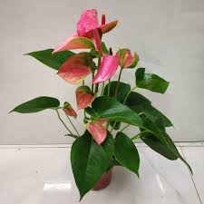 You don't have to water it as often during the cold months. How To Care For Your Anthurium Nursery Buy