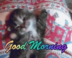 We did not find results for: Funny Animals Good Morning Gif Funnyanimals Goodmorning Cute Discover Share Gifs