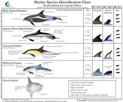 Marine Species Identification Chart 3 Seashepherd