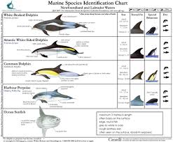 marine species identification chart 3 seashepherd