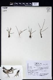 Image result for Hypoxis kilimanjarica