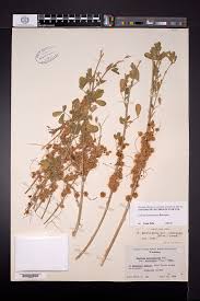 Image result for Cuscuta approximata