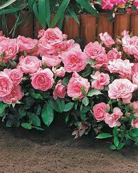 Miniature roses miniatures grow to a height of between 12 and 18 inches, sometimes more according to growing conditions. 3 Mini Rosiers Randilla Roses Rosa Randilla Nain Jardin Bordure
