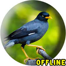 Kicau jalak kebo gacor permissiom from apk file: Suara Jalak Kebo Gacor Offline Kicau Jalak Kebo 1 0 Apk Androidappsapk Co