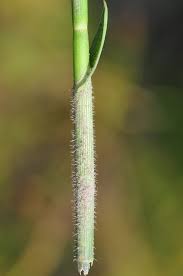 Image result for Fuirena stricta