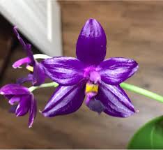 Image result for Indigofera pulchra