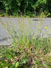 Image result for Tragus koelerioides