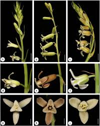 Image result for Dipcadi viride