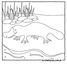 Want to discover art related to platypus? Australian Animals Colouring Pages Brisbane Kids