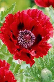 Pin By Cristinacastro On F Planting Poppies Poppy Flower Beautiful Flowers