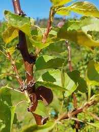 The leaves on my 3' tall apricot have begun to curl and drop, of late. All The Things That Can Go Wrong With Your Apricot Trees