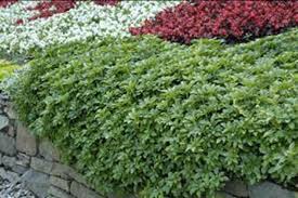 Image result for Pachycarpus spurius