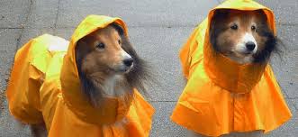 top 10 best dog raincoats in 2019