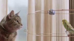 Freeview Tv Ad Cat Budgie Catandbudgie Budgies Cats Tv Adverts