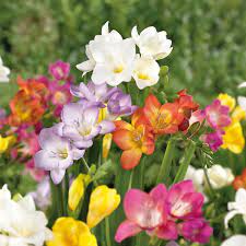 Freesia Single Mixed Bulbs Departments Diy At B Q Freesia Clay Soil Plants Bulb