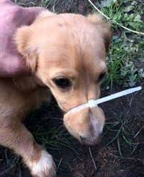 Mom says this is best for the puppies as they can be handled & interacted with throughout the day. Oregon Former Eugene Man Matt Mcmichael Investigated For Possible Animal Cruelty After Social Media Post Showing Zip Tied Puppy Proven Dog Training