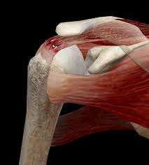 The biceps tendon begins at the top of the shoulder socket (the glenoid) and then passes. Learn Muscle Anatomy Of Dads And Rotator Cuff Injuries