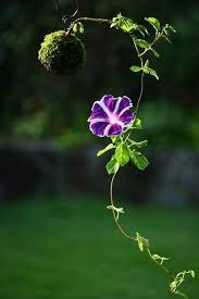 Moss Ball Morning Glory Garden Vines Flowers Hanging Garden