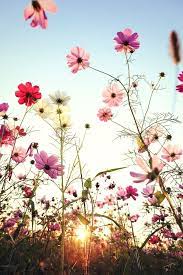 Brodie S Top 5 Essential Oils Naturally Blended In 2020 Cosmos Flowers Flowers Photography Flower Aesthetic