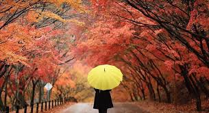 Take an easy hike from namsan park to really take in the foliage on. Where To Enjoy An Awesome Autumn In Korea