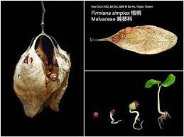 the studio of a botany nerd 心皮 carpel 從哪來 planting flowers fish pet holiday decor