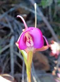 Image result for Disperis