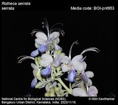 Image result for Rotheca wildii