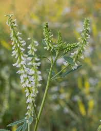 Image result for Melilotus albus